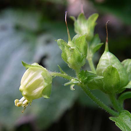 Scrophularia vernalis \ Frhlings-Braunwurz / Yellow Figwort, F Vogesen/Vosges, Ruine Freundstein 21.6.2008