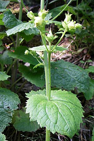 Scrophularia vernalis \ Frhlings-Braunwurz / Yellow Figwort, F Vogesen/Vosges, Ruine Freundstein 21.6.2008