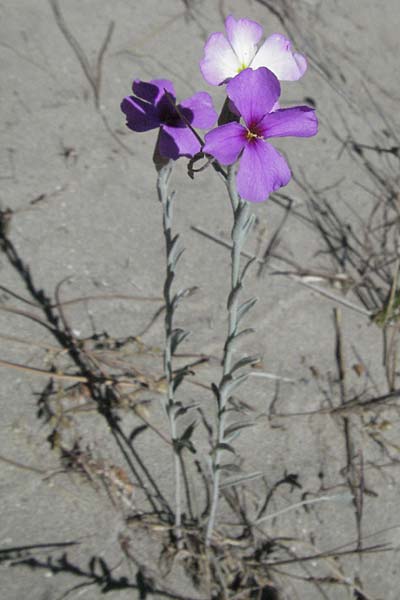 Malcolmia littorea \ Strand-Meerviole / Sand Stock, Silver Sea Stock, F La Grande Motte 7.6.2006