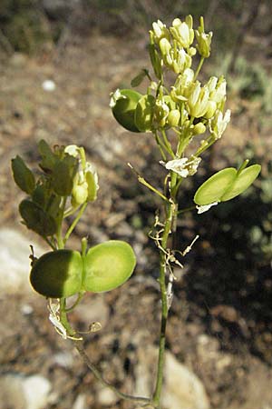 Biscutella coronopifolia \ Krhenfublttriges Brillenschtchen / Coronopus-Leaved Buckler Mustard, F Montagne du Luberon 9.6.2006