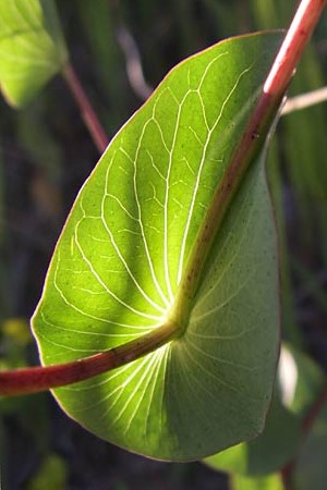 Bupleurum rotundifolium \ Rundblttriges Hasenohr / Hare's Ear, Thorough-Wax, F Gap 22.6.2008