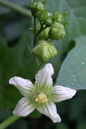 Bryonia alba or dioica \ Zaunr�be / Bryony, F Pyren&auml;en/Pyrenees, Llo 25.6.2008