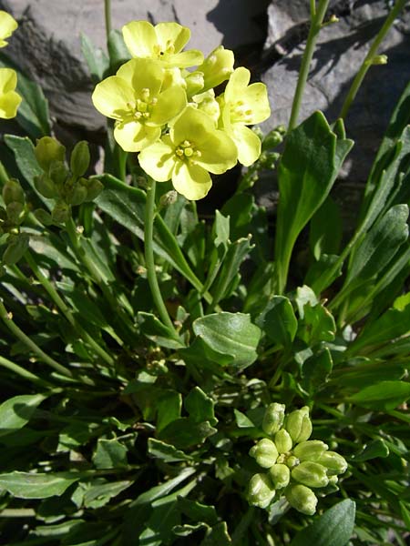 Brassica repanda \ Ausgebreiteter Kohl / Rock Cabbage, F Col de Lautaret Botan. Gar.  28.6.2008