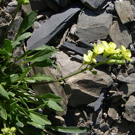 Brassica repanda \ Ausgebreiteter Kohl / Rock Cabbage, F Col de Lautaret Botan. Gar.  28.6.2008