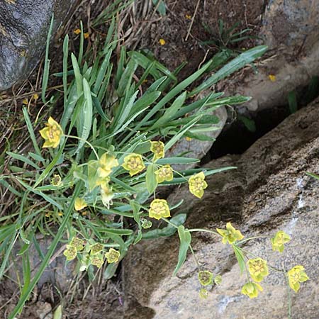 Bupleurum ranunculoides \ Berg-Hasenohr / Hare's Ear, F Col de la Bonette 8.7.2016
