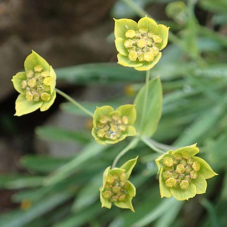 Bupleurum ranunculoides \ Berg-Hasenohr / Hare's Ear, F Col de la Bonette 8.7.2016