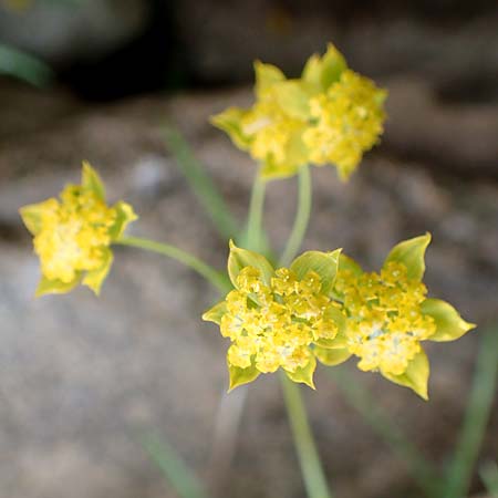 Bupleurum ranunculoides \ Berg-Hasenohr / Hare's Ear, F Col de la Bonette 8.7.2016