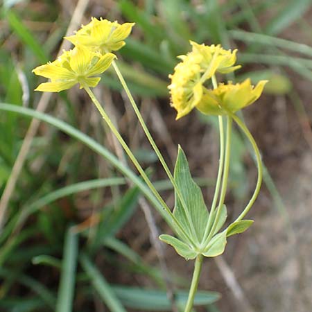 Bupleurum ranunculoides \ Berg-Hasenohr / Hare's Ear, F Col de la Bonette 8.7.2016