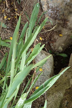Bupleurum ranunculoides \ Berg-Hasenohr / Hare's Ear, F Col de la Bonette 8.7.2016