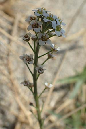Lobularia maritima \ Strandkresse, Weies Steinkraut / Sweet Alison, F Canet-en-Roussillon 27.7.2018
