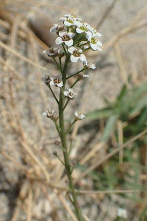 Lobularia maritima \ Strandkresse, Weies Steinkraut / Sweet Alison, F Canet-en-Roussillon 27.7.2018