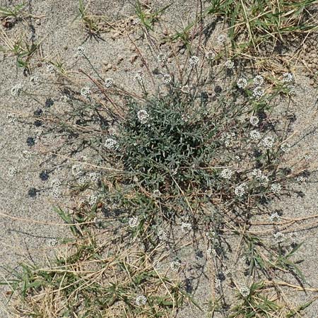 Lobularia maritima \ Strandkresse, Weies Steinkraut / Sweet Alison, F Canet-en-Roussillon 27.7.2018