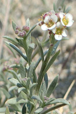 Lobularia maritima \ Strandkresse, Weies Steinkraut / Sweet Alison, F Canet-en-Roussillon 27.7.2018