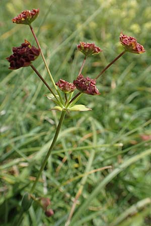 Bupleurum ranunculoides \ Berg-Hasenohr / Hare's Ear, F Pyrenäen/Pyrenees, Col de Mantet 28.7.2018