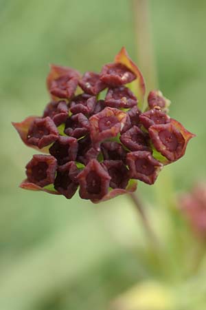 Bupleurum ranunculoides \ Berg-Hasenohr / Hare's Ear, F Pyrenäen/Pyrenees, Col de Mantet 28.7.2018