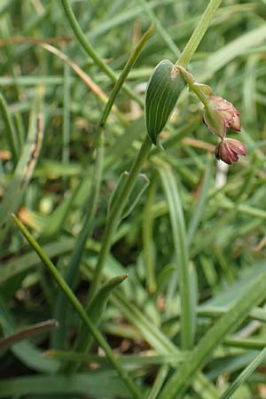 Bupleurum ranunculoides \ Berg-Hasenohr / Hare's Ear, F Pyrenäen/Pyrenees, Col de Mantet 28.7.2018