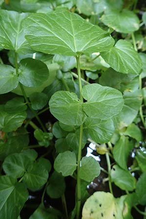 Cardamine raphanifolia \ Gro&szlig;bl&auml;ttriges Schaumkraut / Purple Bitter-Cress, Radish-Leaved Bitter-Cress, F Pyren&auml;en/Pyrenees, Caranca - Schlucht / Gorge 30.7.2018