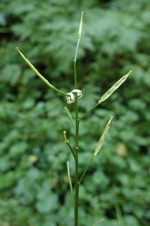 Cardamine raphanifolia \ Gro&szlig;bl&auml;ttriges Schaumkraut / Purple Bitter-Cress, Radish-Leaved Bitter-Cress, F Pyren&auml;en/Pyrenees, Caranca - Schlucht / Gorge 30.7.2018