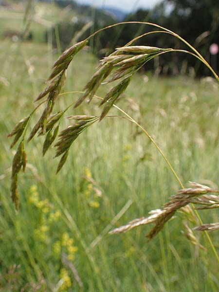 Festuca gautieri \ Gautiers Schwingel / Gautier's Fescue, F Pyren&auml;en/Pyrenees, Mont Llaret 31.7.2018