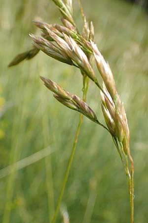 Festuca gautieri \ Gautiers Schwingel / Gautier's Fescue, F Pyren&auml;en/Pyrenees, Mont Llaret 31.7.2018