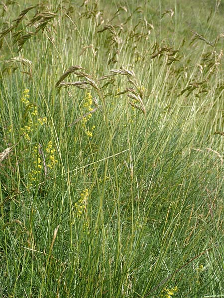 Festuca gautieri \ Gautiers Schwingel / Gautier's Fescue, F Pyren&auml;en/Pyrenees, Mont Llaret 31.7.2018