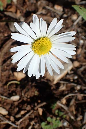 Bellis sylvestris \ Wald-Gnseblmchen / Southern Daisy, F Dept. Var, St. Zacharie 8.10.2021