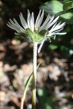 Bellis sylvestris \ Wald-Gnseblmchen / Southern Daisy, F Dept. Var, St. Zacharie 8.10.2021