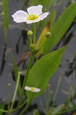 Baldellia ranunculoides \ Gewhnlicher Igelschlauch / Lesser Water-Plantain, F Mauguio 13.5.2007