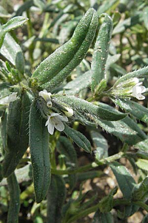 Buglossoides arvensis subsp. arvensis \ Acker-Steinsame, Acker-Rindszunge / Field Gromwell, F Pyrenäen/Pyrenees, Llo 14.5.2007