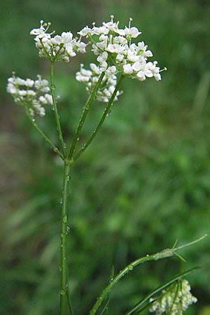 Conopodium majus \ Franzsische Erdkastanie / Pignut, F Pradelles 16.5.2007
