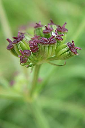 Selinum pyrenaeum \ Berg-Silge, Pyrenen-Brustwurz / Pyrenean Angelica, F Vogesen/Vosges, Le Markstein 3.8.2008