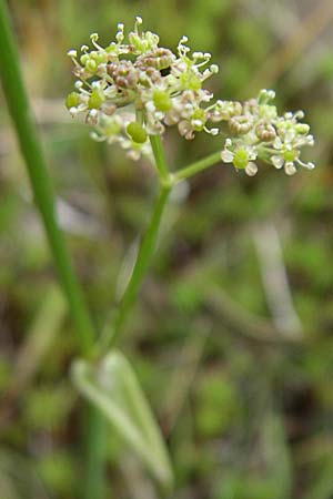 Selinum pyrenaeum \ Berg-Silge, Pyrenen-Brustwurz / Pyrenean Angelica, F Vogesen/Vosges, Le Markstein 3.8.2008