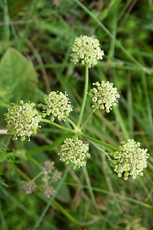 Selinum pyrenaeum \ Berg-Silge, Pyrenen-Brustwurz / Pyrenean Angelica, F Vogesen/Vosges, Le Markstein 3.8.2008