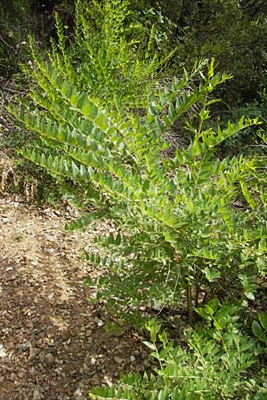 Coriaria myrtifolia \ Europischer Gerber-Strauch, Franzsischer Sumach / Myrtle-Leaved Coriaria, Currier's Sumach, F Lac de Salagou 4.6.2009