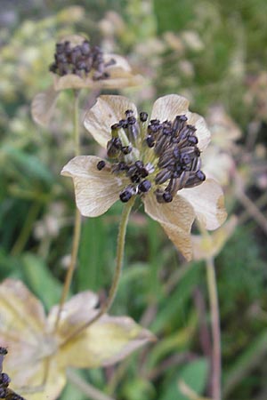 Bupleurum angulosum \ Pyren&auml;en-Hasenohr / Pyrenean Hare's Ear, Thorough-Wax, F Botan. Gar.  Tourmalet 26.8.2011