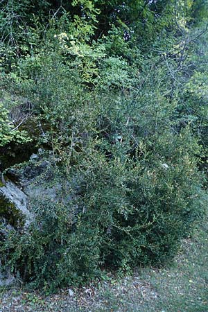Buxus sempervirens \ Gewhnlicher Buchsbaum / Boxtree, F Blieux 6.10.2021