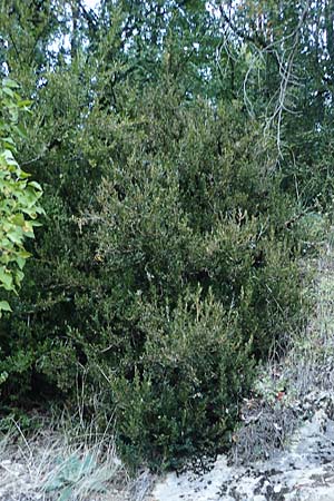 Buxus sempervirens \ Gewhnlicher Buchsbaum / Boxtree, F Blieux 6.10.2021