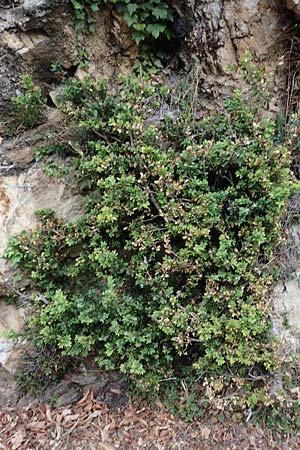 Buxus sempervirens \ Gewhnlicher Buchsbaum / Boxtree, F S. Sauveur-sur-Tinée 30.4.2023