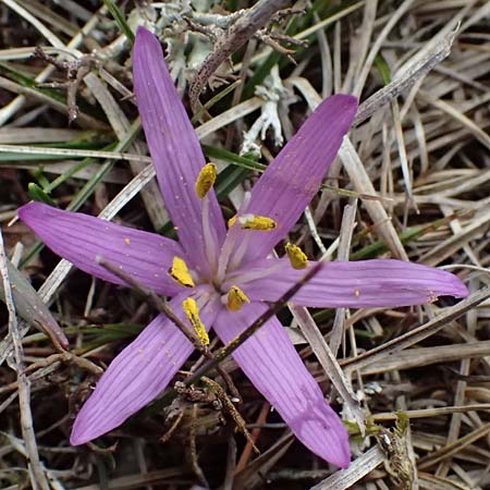 Colchicum bulbocodium \ Fr&uuml;hlings-Lichtblume / Spring Meadow Saffron, F Caussols 15.3.2024