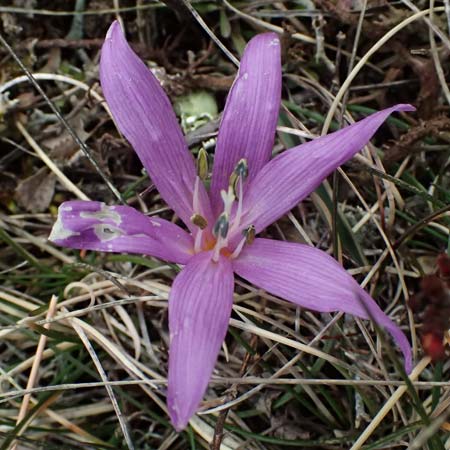 Colchicum bulbocodium \ Fr&uuml;hlings-Lichtblume / Spring Meadow Saffron, F Caussols 15.3.2024
