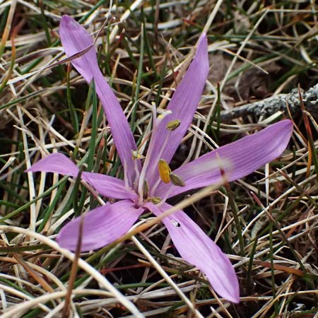 Colchicum bulbocodium \ Fr&uuml;hlings-Lichtblume / Spring Meadow Saffron, F Caussols 15.3.2024