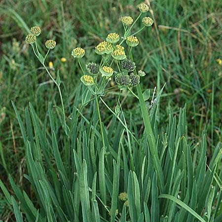 Bupleurum ranunculoides \ Berg-Hasenohr / Hare's Ear, F Col de l'Iseran 13.7.2002