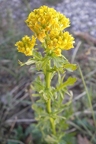 Barbarea intermedia \ Mittleres Barbarakraut / Medium-Flowered Winter Cress, F Mont Aigoual 29.5.2009
