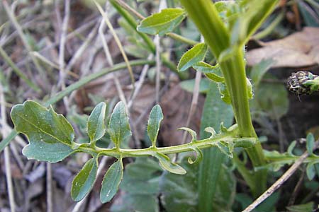 Barbarea intermedia \ Mittleres Barbarakraut / Medium-Flowered Winter Cress, F Mont Aigoual 29.5.2009