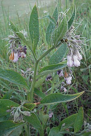 Symphytum officinale \ Gewhnlicher Arznei-Beinwell / Common Comfrey, F Col de l'Allimas 17.5.2007
