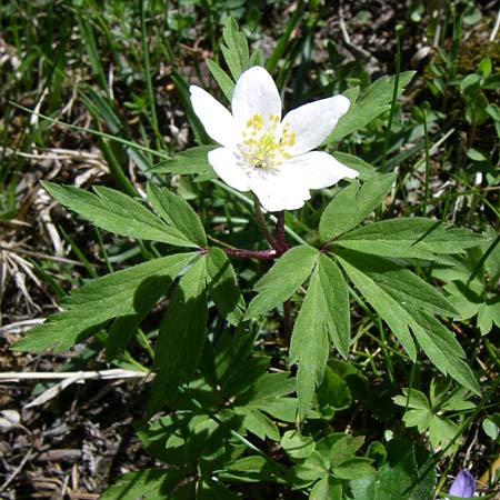 Anemone nemorosa \ Busch-Windrschen / Wood Anemone, F Pyrenäen/Pyrenees, Puymorens 26.6.2008
