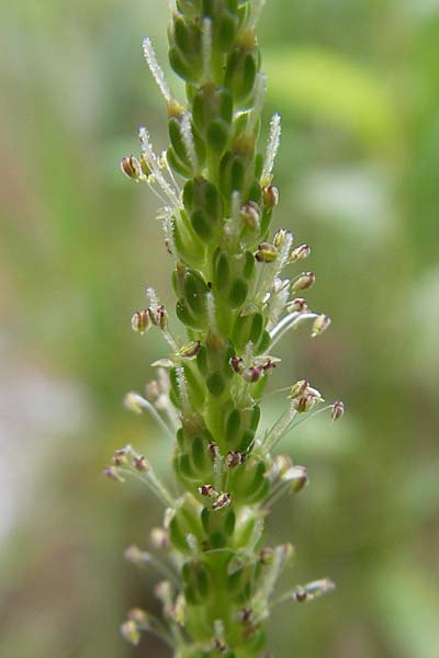 Plantago major \ Breit-Wegerich, Groer Wegerich / Greater Plantain, F Bitche 24.7.2010