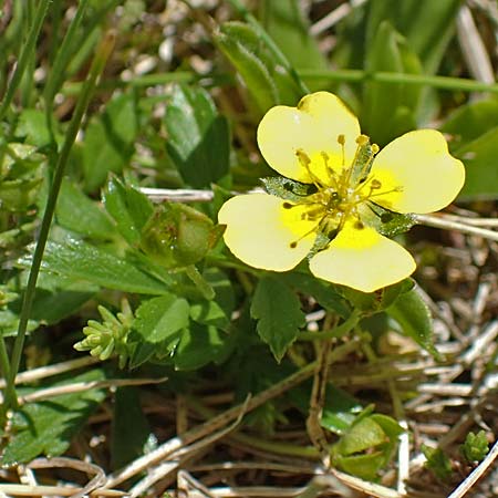 Potentilla erecta \ Blutwurz / Tormentil, F Pyrenäen/Pyrenees, Mont Louis 3.8.2018