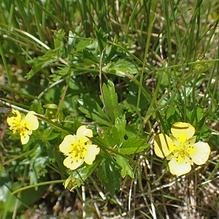 Potentilla erecta \ Blutwurz / Tormentil, F Pyrenäen/Pyrenees, Mont Louis 3.8.2018