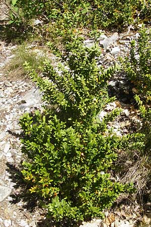 Buxus sempervirens \ Gewhnlicher Buchsbaum / Boxtree, F Causse Noir 28.5.2009